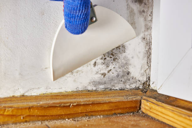 Best Mold Odor Removal Services  in Corning, AR